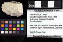 Foto (Objket + Etiketten) von Goniodromites bidentatus (Reuss, 1858) 